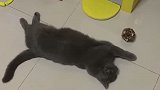 猫一只灰色长毛的青蛙