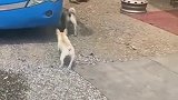 狗子：打不赢你，我叫我兄弟来帮忙！