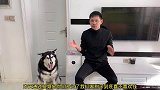 事实证明我家狗不但财迷，还非常有野心！网友：这狗是干大事的料