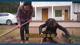 超小厨去岳父家干活偷懒，全是小杨完成的，岳父说啥小厨脸红啦