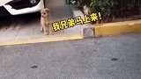 小狗被欺负，其他兄弟全上来了