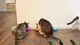 猫咪怕黄瓜吗日本小姐姐在家测试，结果猫咪一脸淡定