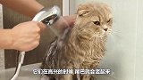 小奶猫打拳击没打过主人，反手给了猫爸爸一拳，实在是太搞笑了