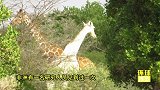 非洲现绝世罕见白色长颈鹿 像加长版白龙马