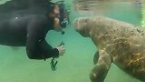旅游-150326-海牛河中遇女潜水员 上前“亲吻”撒娇