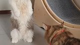 小猫咪生气哼！不孝虎！