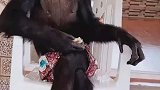 黑猩猩盘着腿吃东西，我还以我领导在拍视频呢