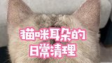 猫咪也会有黄黄的耳屎，经常看一看，万一有耳螨，也可以及时清理