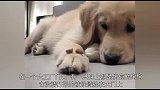 狗狗总被老头子欺负，旧伤未好又添新伤，被逼打水画面让人心疼！