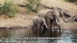 鳄鱼捕猎一只怀孕的羚羊妈妈，宝宝胎动时，突然松口了