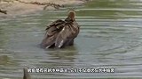 鳄鱼捕猎一只怀孕的羚羊妈妈，宝宝胎动时，突然松口了