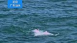 南澳岛游客偶遇，5只粉色小海豚翻腾嬉戏
