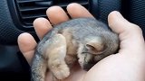 一只冻僵的负鼠宝宝，还好有好心捡回车里，不然后果无法想象！