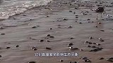 印度鲶鱼到底有多么可怕？把食物扔进去，河面就像煮沸的开水！