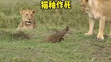 草原霸主狮子，竟然被一个小小的猫鼬欺负