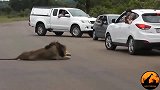 雄狮夫妻在公路上休息—调皮孩子伸头到车窗外惹怒雄狮