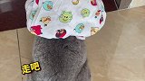 这蓝猫在家太耽误事了，还是送他深造去吧~这就是上过大学的狗吗 青少年100问