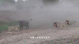狮群把野牛逼到水里，原本势在必得却突然全部撤退，让人疑惑不已