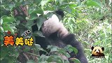 淘气的熊猫宝宝圆仔躲在树上偷吃妈妈的窝头，小样儿还挺美