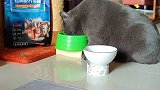 罐头要断顿了，你多吃点猫粮吧