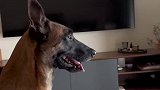 工作犬也可以很暖