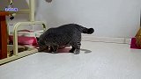 二哈猫迷上新来胖公猫，追着它要签名，胖公猫突然发怒伸爪就打