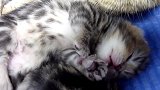 睡着了的小奶猫，这睡姿，萌的我心都化了！