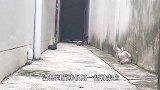 一只猫出门遇到3只仇家猫，仅用一招突破伏击，真是太秀了！