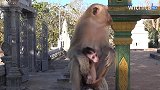 王后阿玛拉让两个猴王都爱上了它，生下小猴子都不知道是谁的了