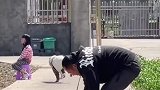 狗子把小主人拱下椅子，把椅子拿给主人