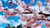 春意盎然，三月丽江，随手一拍都美如画。