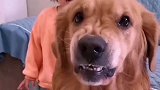 金毛犬哈利因能全方位带娃走红