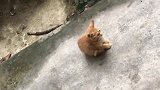 深夜紧急出动救猫咪，再晚一点又是一场倾盆大雨