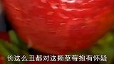 世界上最大得草莓，长得丑没有关系，只要好吃就可以了