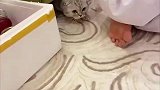社恐小猫咪哪经得住这个架势