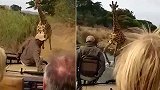 肯尼亚：惊魂时刻！长颈鹿误以为是“敌人”奔跑追赶游览车