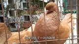 看起来像是鸽子，却有一对鸡翅膀，这到底是鸽子还是鸡