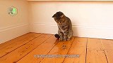 猫咪不停折腾螳螂，螳螂直接亮出招牌动作，猫咪：不痛不痒