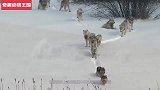 群狼围攻野牛，野牛正奋力挣扎之际，却被同伴一下撞翻在地！