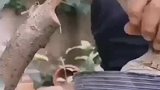 千万不要眨眼啊，原来盆景是这么玩的