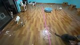 虽然猫城堡没了，但是不能亏了这群毛孩子们