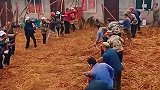 秋收大场面,个个是人才