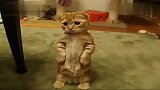 能够站立的日本萌猫