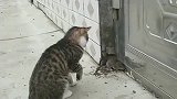 狸花猫把老鼠堵在角落里, 逼得老鼠进退不得, 场面瞬间僵持