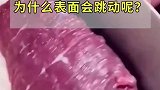 肉被切开后，为什么表面的部分还会跳动呢？