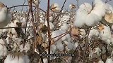 为什么棉花有让美国差点分裂成两个国家的力量？