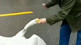 鹅在路上和大爷打架，大爷用出这种武功，你大爷还是你大爷啊！