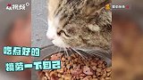 雪天“护爪”秘籍！猫咪踩着之前的脚印过雪地