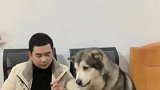 汪星人洛洛不让主人给狗宝吃东西，这小表情可爱了