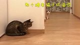 狸花猫：媳妇儿，等你半天了，咋一点面子都不给呢